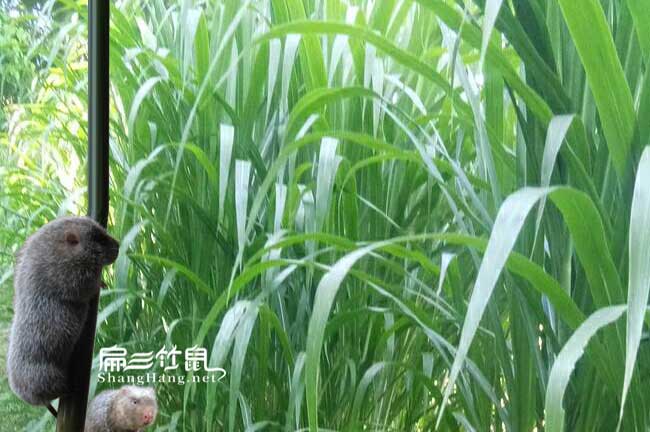 龍巖竹鼠吃像草