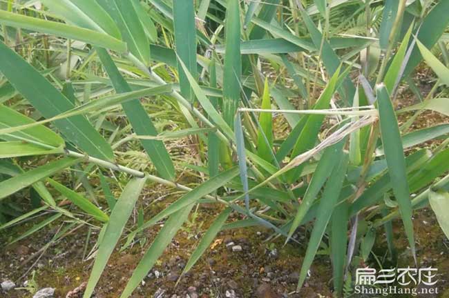 竹鼠腸炎吃芒草根