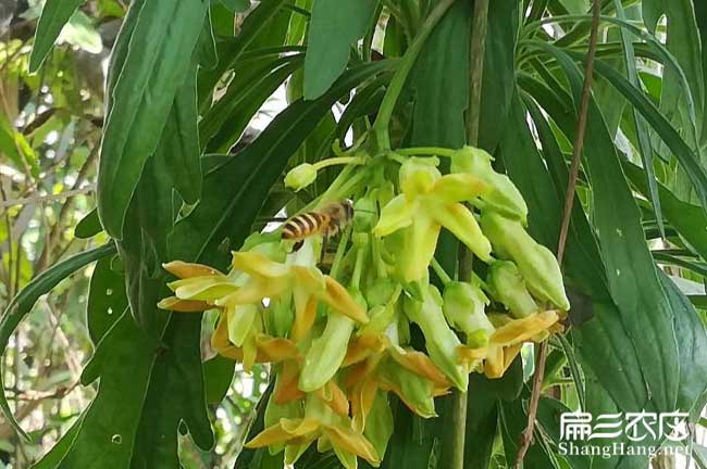 合陽縣茶樹苗種植的品 合陽縣茶樹苗種植的品