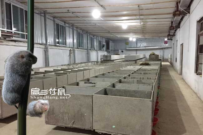 宜春竹鼠養(yǎng)殖基地