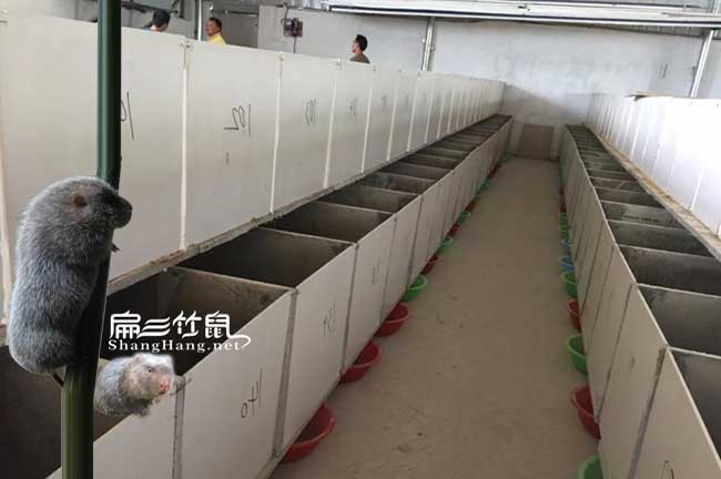柳州竹鼠養(yǎng)殖
