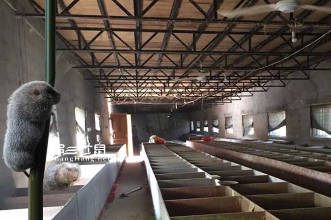 廣西竹鼠基地