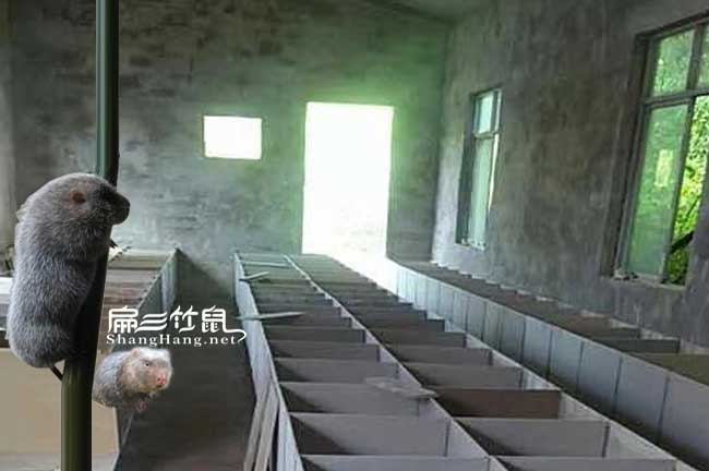 桂林竹鼠養(yǎng)殖基地