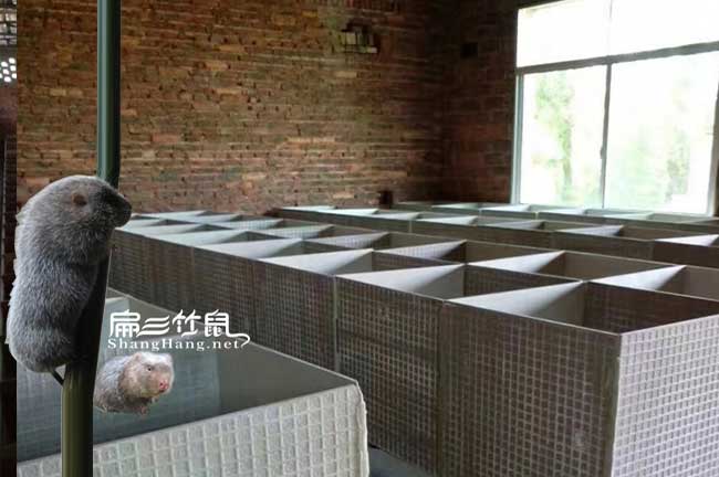 廈門竹鼠養(yǎng)殖場