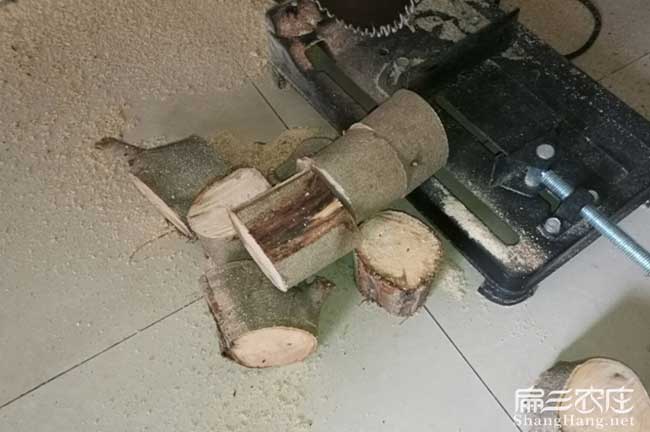 渭南油茶苗的整形修剪 渭南油茶苗的整形修剪