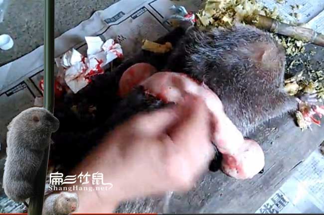 江西竹鼠種苗批發(fā)