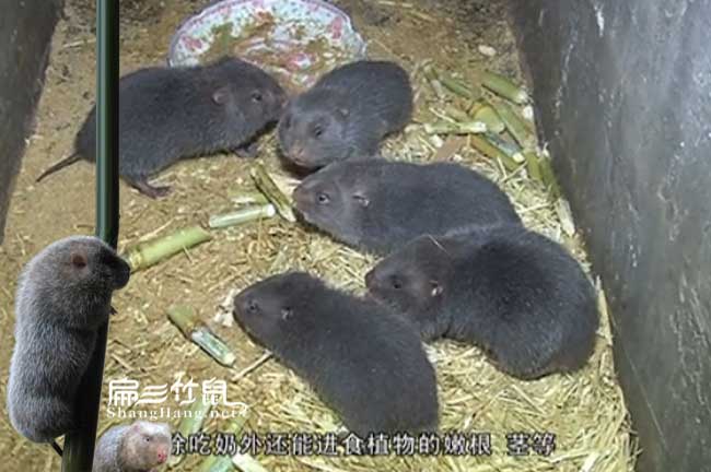 辰溪竹鼠種苗價格