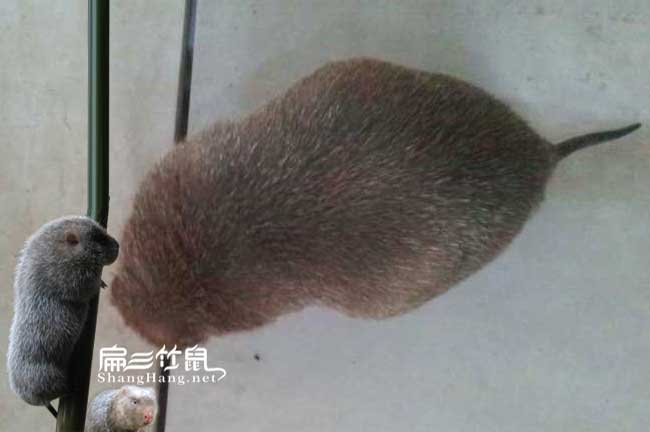 廣州竹鼠養(yǎng)殖基地