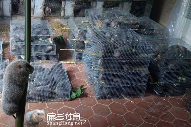 大理竹鼠養(yǎng)殖