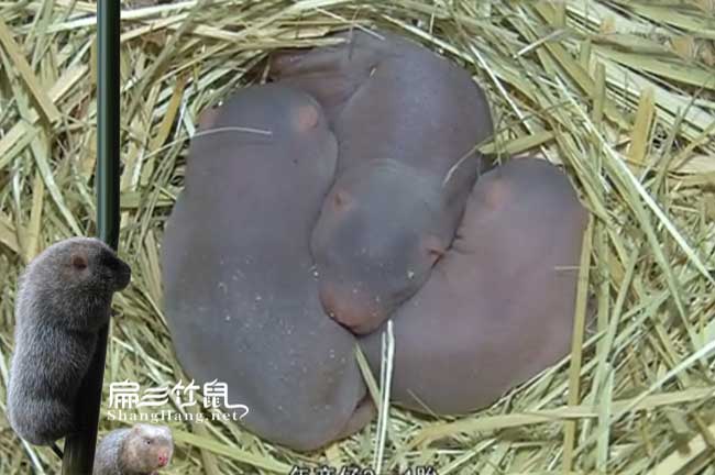 懷化竹鼠養(yǎng)殖