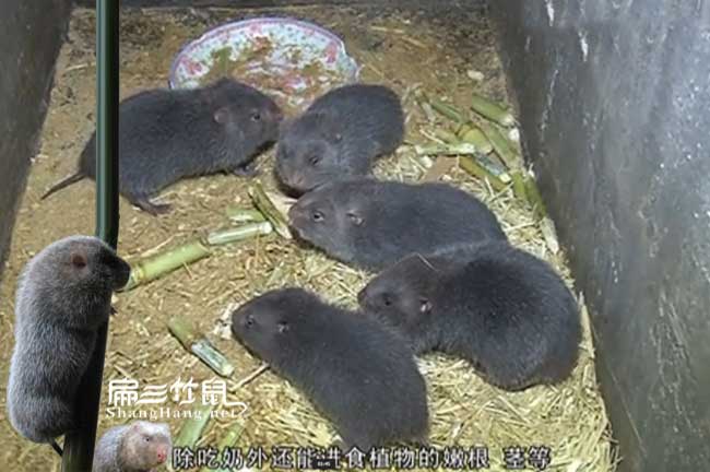 公司麗水金華竹鼠養(yǎng)殖場聯(lián)系方式 2023浙江基地手機電話微信