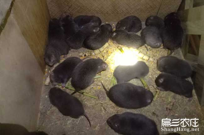 竹鼠舍腸炎用藥
