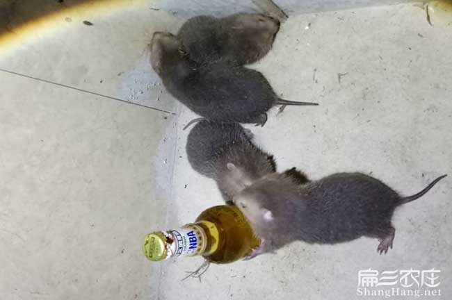 石碣竹鼠養(yǎng)殖