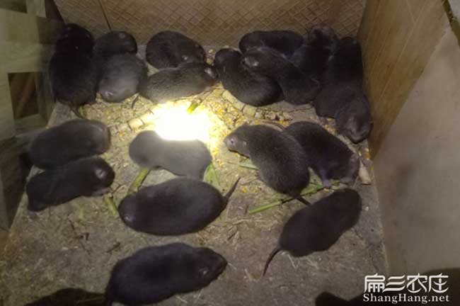 大荔縣扁山油茶林下套 大荔縣扁山油茶林下套