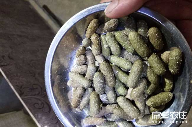 腸炎竹鼠大便