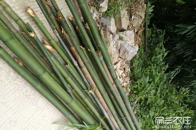 溆浦竹鼠養(yǎng)殖