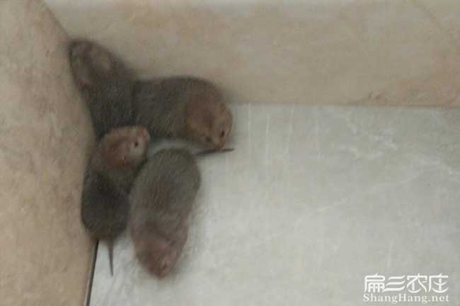 渭南源油茶苗的土壤耕 渭南源油茶苗的土壤耕