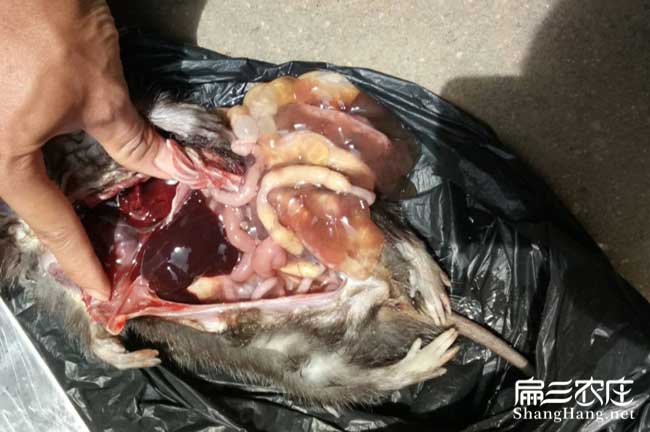治療預(yù)防竹鼠腸炎