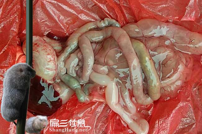 竹鼠葡萄桿菌