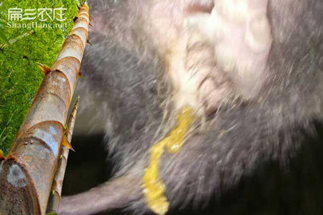 竹鼠大便不正常