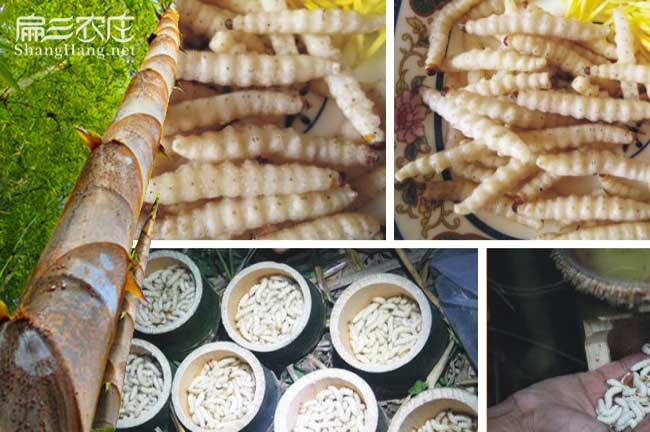 現(xiàn)增竹鼠吃竹子