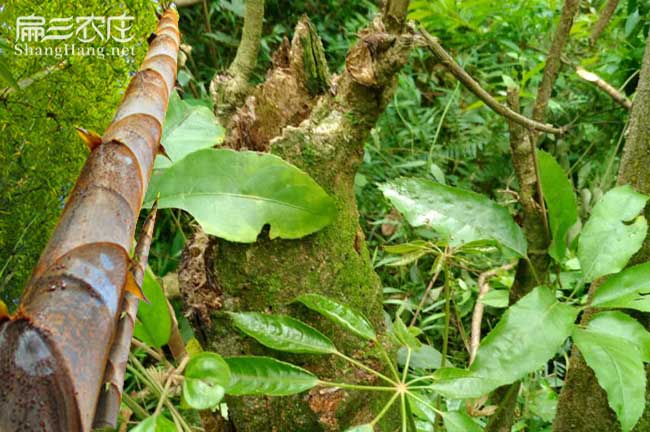 綠茵湖油茶基地種植的 綠茵湖油茶基地種植的
