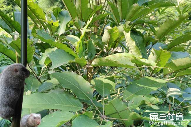綠茵湖種植油茶一畝投 綠茵湖種植油茶一畝投