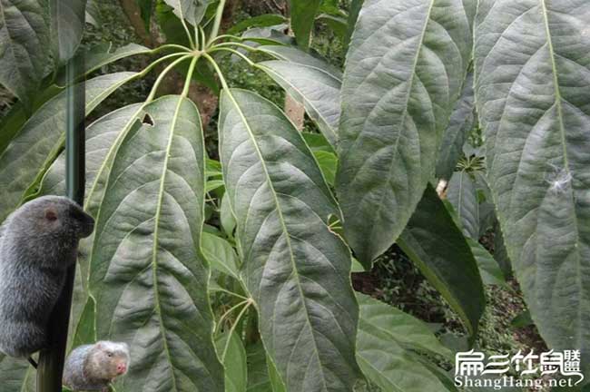 石魚竹鼠養(yǎng)殖