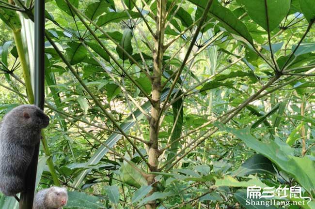 寧德竹鼠種苗批發(fā)