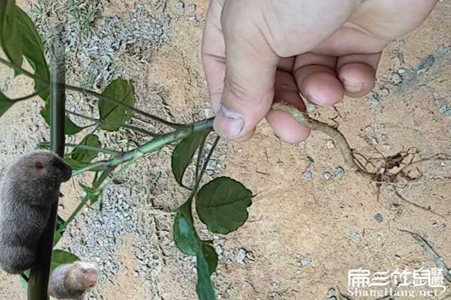 清遠鴨腳木種植
