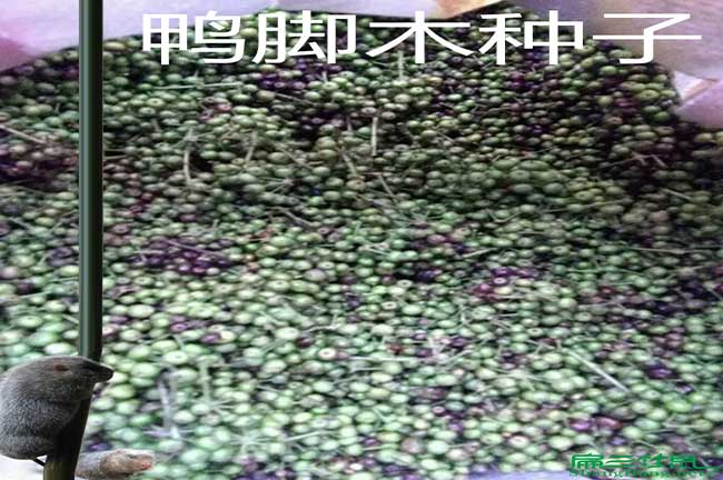 贛州鴨腳木種苗