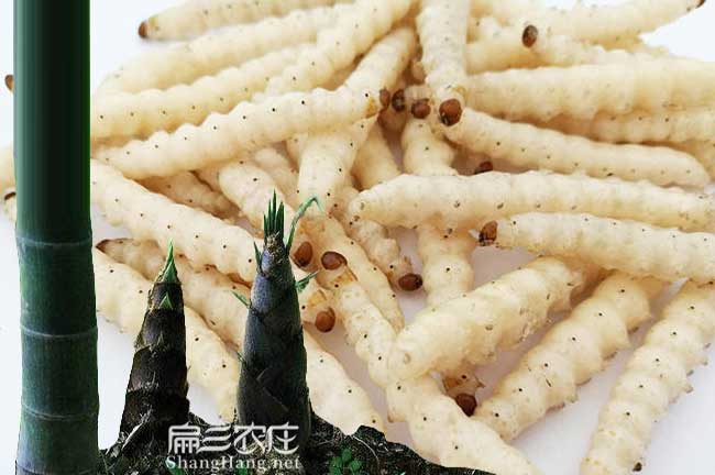 廣東清遠竹蟲養(yǎng)殖