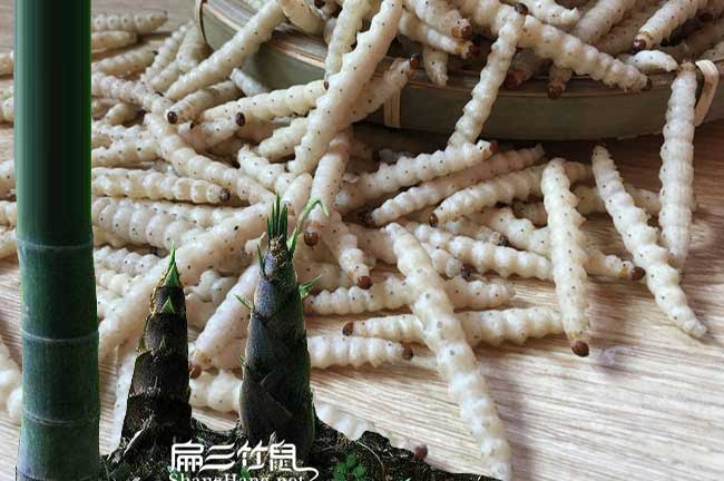 南平竹蟲養(yǎng)殖