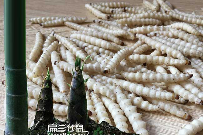 清遠竹蟲養(yǎng)殖