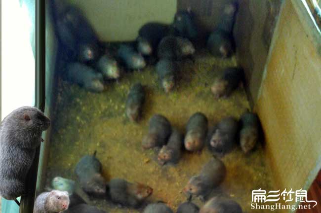 河池竹鼠種苗