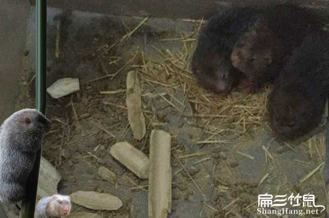 石城竹鼠養(yǎng)殖
