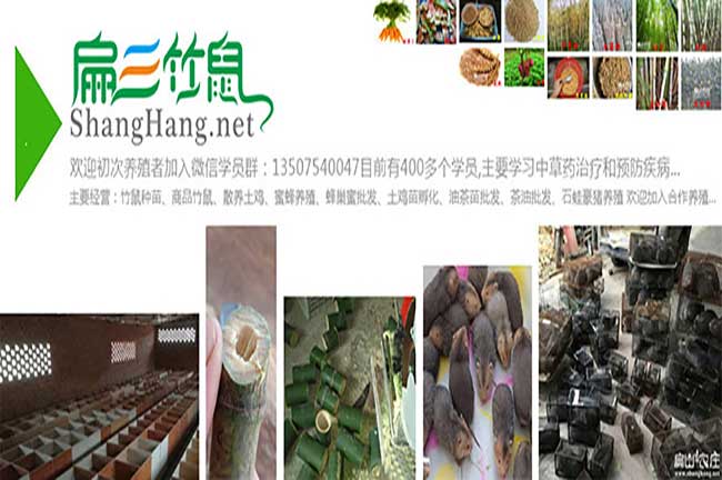 竹鼠養(yǎng)殖圖片