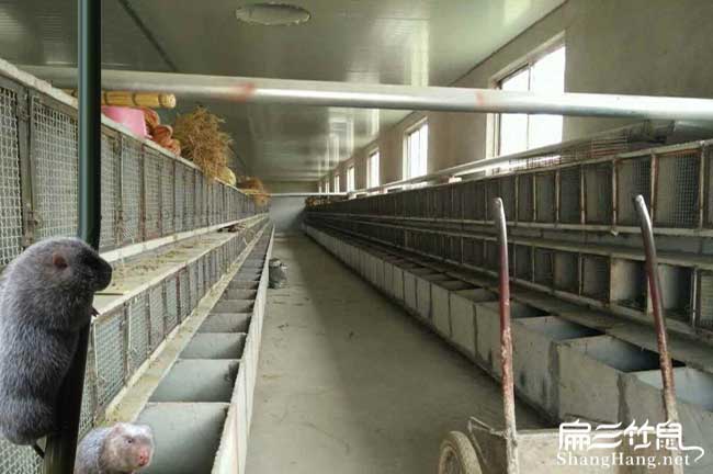 贛縣竹鼠種苗批發(fā)