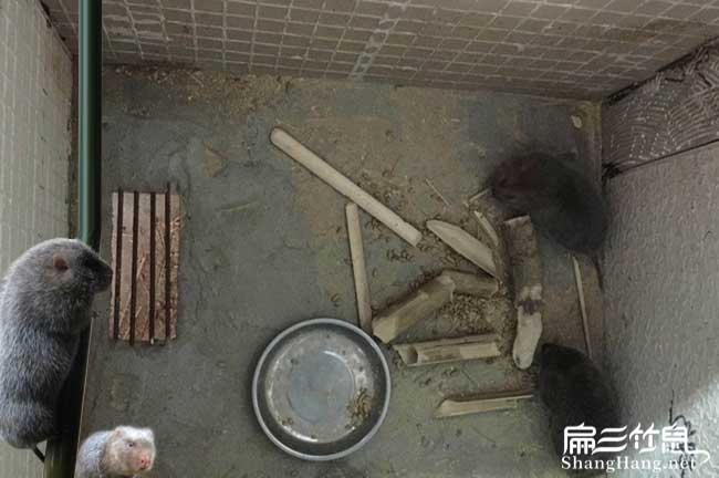沙包堡一畝茶樹苗可以 沙包堡一畝茶樹苗可以