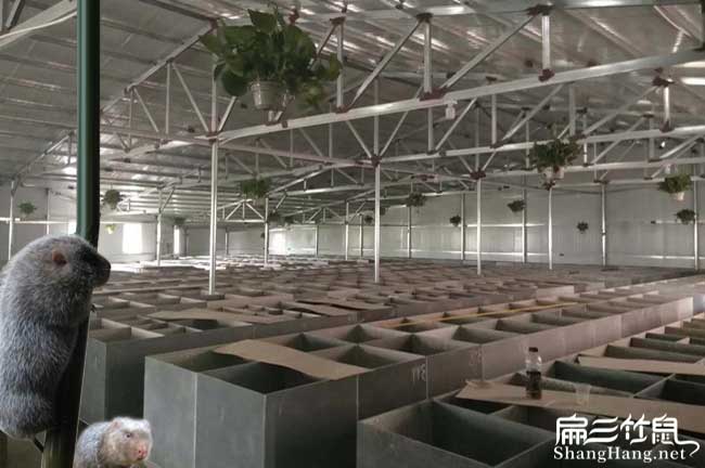 扁山竹鼠養(yǎng)殖基地