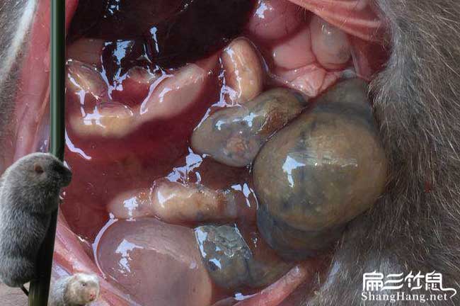 竹鼠腸炎食物中毒