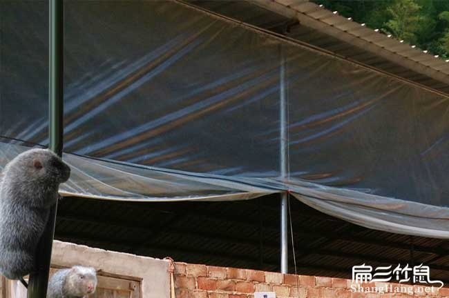 才溪肉兔養(yǎng)殖基地