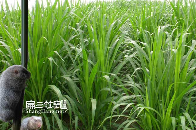 皇竹草批發(fā)
