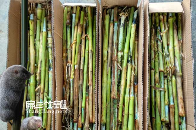 竹鼠皇竹草種節(jié)