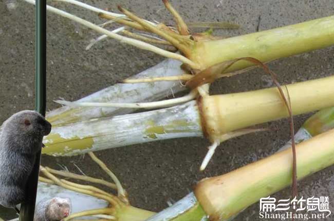 紹興皇竹草種植 紹興皇竹草種植