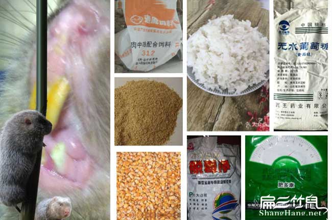 百色竹鼠食物配方