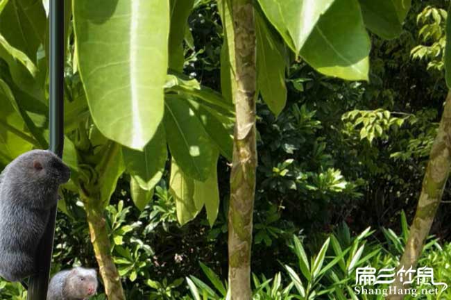 周寧竹鼠養(yǎng)殖基地