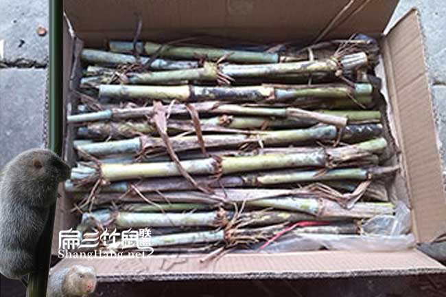 西雙版納竹鼠價(jià)格