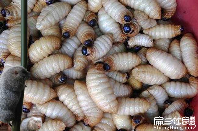 廣東竹蟲養(yǎng)殖技術(shù)
