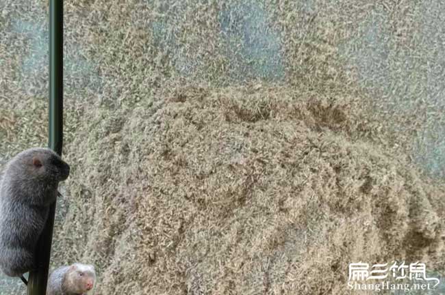 南寧竹鼠養(yǎng)殖技術(shù)